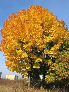 Klon zwyczajny-drzewo jesienią2