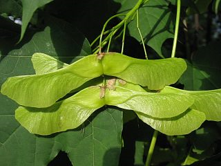 Klon zwyczajny - owoce zielone (autor: Piotr Gach, źródło: www.mojedrzewa.pl)