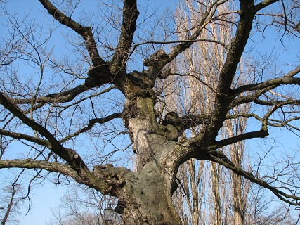 Wiąz szypułkowy - bez liści (autor: Piotr Gach, źródło: www.mojedrzewa.pl)