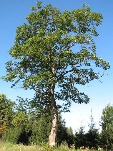 Klon jawor - drzewo (autor: Piotr Gach, źródło: www.mojedrzewa.pl)