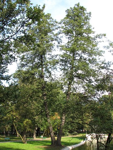 Olsza czarna - drzewo (autor: BlackAngel92, źródło: Wikipedia, licencja: CC-BY-SA-3.0)