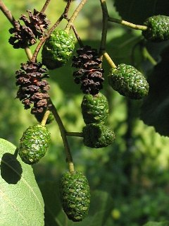 Olsza czarna - owoce zielone (autor: Piotr Gach, źródło: www.mojedrzewa.pl)