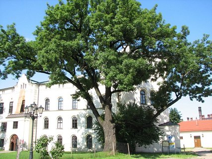 Jesion wyniosły - drzewo (autor: Piotr Gach, źródło: www.mojedrzewa.pl)