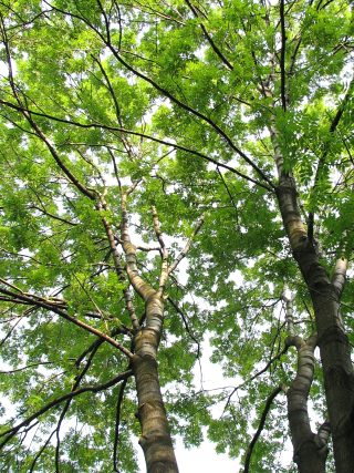 Jesion wyniosły - pnie drzew (autor: Piotr Gach, źródło: www.mojedrzewa.pl)