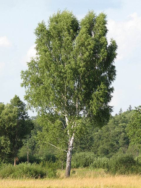 Brzoza brodawkowata - drzewo (autor: Piotr Gach, źródło: www.mojedrzewa.pl)