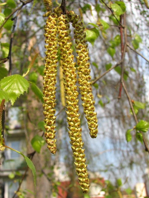 Brzoza brodawkowata - kwiatostan męski (autor: Piotr Gach, źródło: www.mojedrzewa.pl)