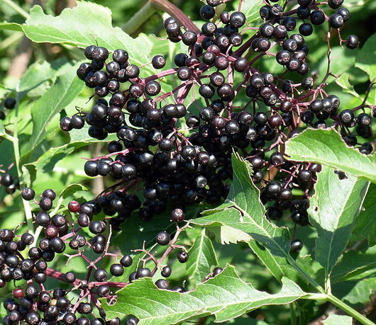 Bez czarny - owoce (autor: Jonathunder, źródło: Wikipedia, licencja: CC BY-SA 3.0)