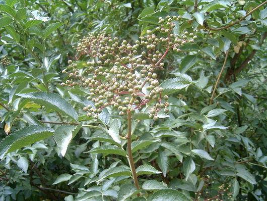 Bez czarny - liście i niedojrzałe owoce (autor:  Manuel Anastácio, źródło: Wikipedia, licencja: CC BY 2.0)