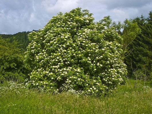 Bez czarny - kwitnący krzew (autor: Willow, źródło: Wikipedia, licencja: CC BY-SA 3.0)
