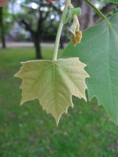 Platan klonolistny - młody liść (autor: Piotr Gach, źródło: www.mojedrzewa.pl)