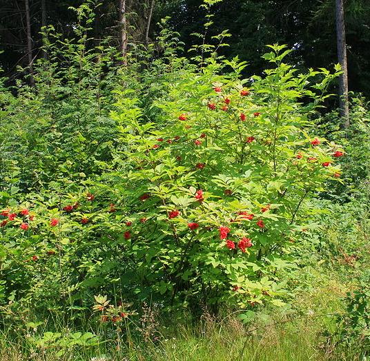 Bez koralowy - krzew (autor: Willow, źródło: Wikipedia, licencja: CC BY-SA 3.0)