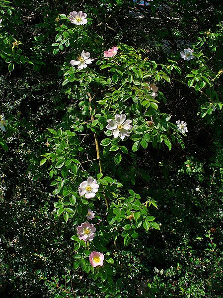 Róża dzika - krzew kwitnacy (autor: H. Zell, źródło: Wikipedia, licencja: CC BY-SA 3.0)