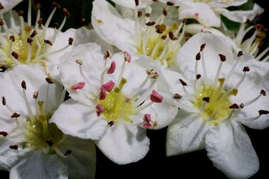 Głóg dwuszyjkowy - kwiat zbliżenie (autor: Johannes Otto Först, źródło: Wikipedia, licencja: CC BY-SA 3.0)