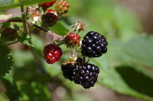 Jeżyna - owoce (autor: Rudolf Klein, źródło: Wikipedia, licencja: CC BY-SA 3.0)