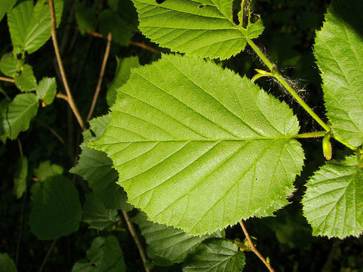 Leszczyna pospolita - liście (autor: Willow, źródło: Wikipedia, licencja: CC BY-SA 3.0)