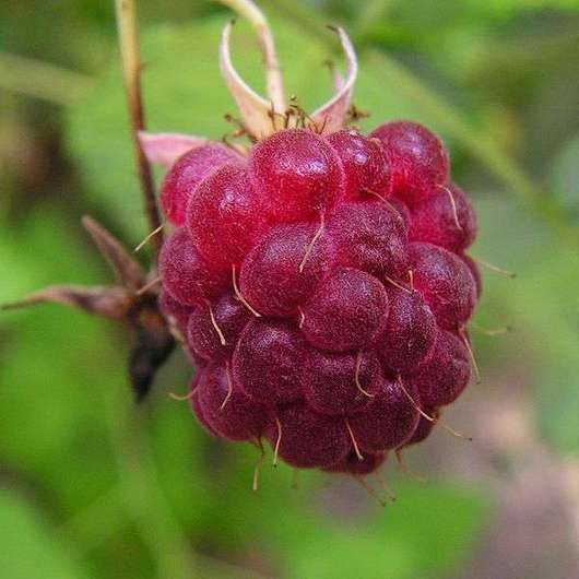 Malina właściwa - owoce (autor: Bff, źródło: Wikipedia, licencja: CC BY-SA 3.0)