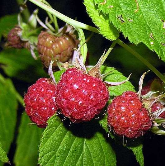 Malina właściwa - owoce (autor: Algirdas, źródło: Wikipedia, licencja: CC BY-SA 3.0)