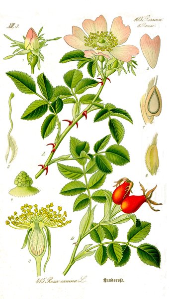 Róża dzika - ilustracja (autor: Otto Wilhelm Thomé, źródło: Wikipedia, licencja: domena publiczna)