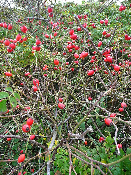 Róża dzika - krzew zimą (autor: 4028mdk09, źródło: Wikipedia, licencja: CC BY-SA 3.0)