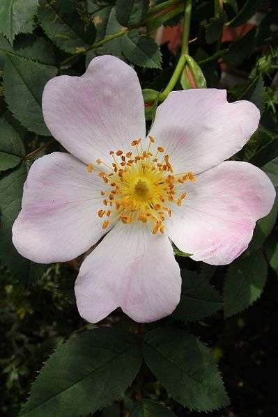Róża dzika - kwiat (autor: Vulkano, źródło: Wikipedia, licencja: CC BY-SA 3.0)