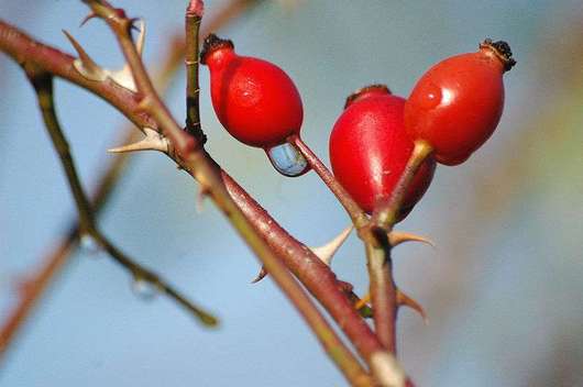 Róża dzika - owoce (autor: Vera Buhl, źródło: Wikipedia, licencja: CC BY-SA 3.0)