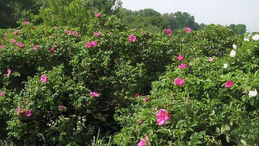 Róża dzika - krzew kwitnacy (autor: Dirk Ingo Franke, źródło: Wikipedia, licencja: CC BY 2.0)