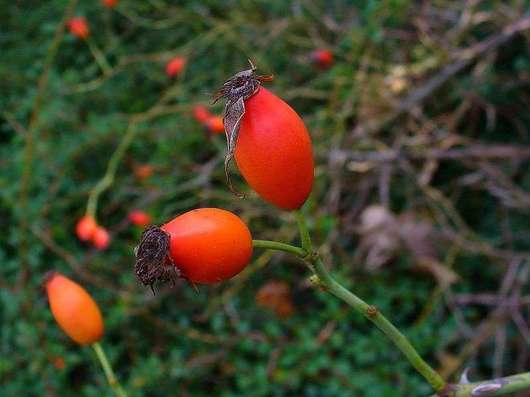 Róża dzika - owoce (autor: H. Zell, źródło: Wikipedia, licencja: CC BY-SA 3.0)