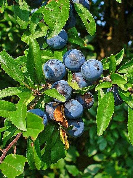 Śliwa tarnina - owoce (autor: H. Zell, źródło: Wikipedia, licencja: CC BY-SA 3.0)