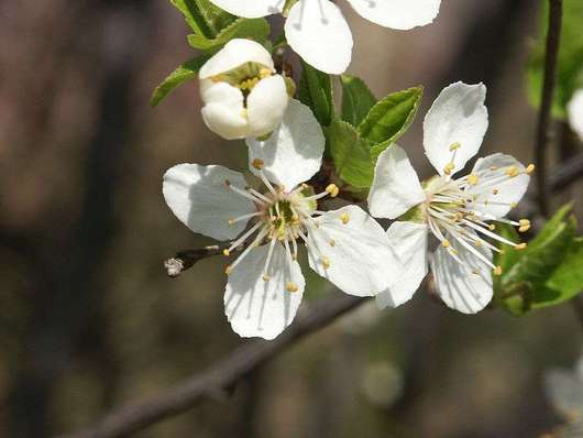Śliwa tarnina - kwiaty (autor: Jan Rehschuh, źródło: Wikipedia, licencja: CC BY-SA 3.0)