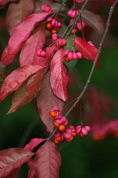 Trzmielina pospolita - liście jesienią (autor: Olbertz, źródło: Wikipedia, licencja: CC BY-SA 3.0)
