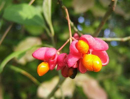 Trzmielina pospolita - owoce (autor: Wildfeuer, źródło: Wikipedia, licencja: CC BY-SA 3.0)