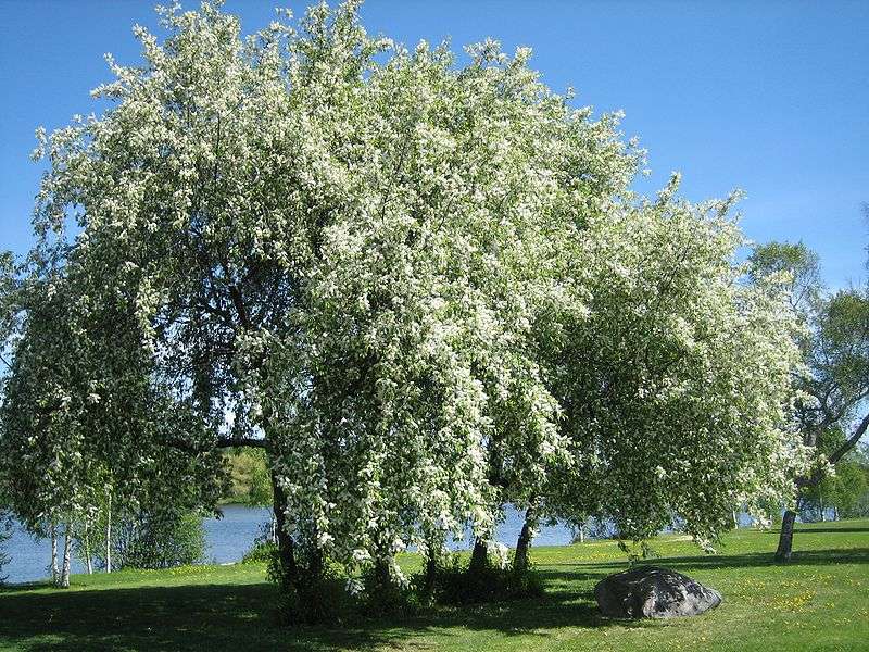 Czeremcha pospolita - krzew kwitnący (autor: Borealis55, źródło: Wikipedia, licencja: domena publiczna)
