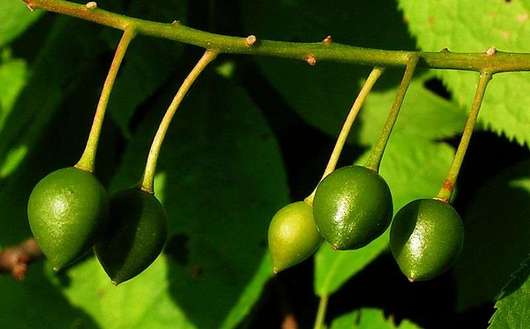 Czeremcha pospolita - niedojrzałe owoce (autor: Bff, źródło: Wikipedia, licencja: CC BY-SA 3.0)