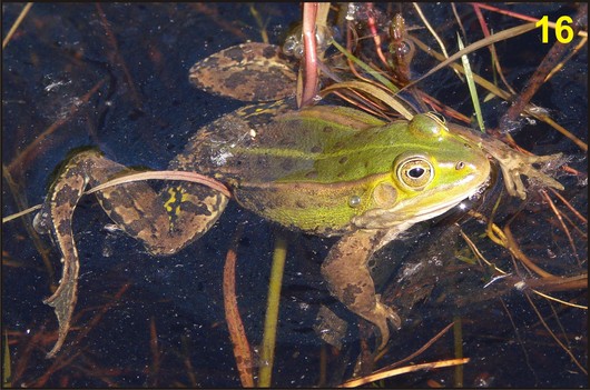 żaba jeziorkowa - postać dorosła