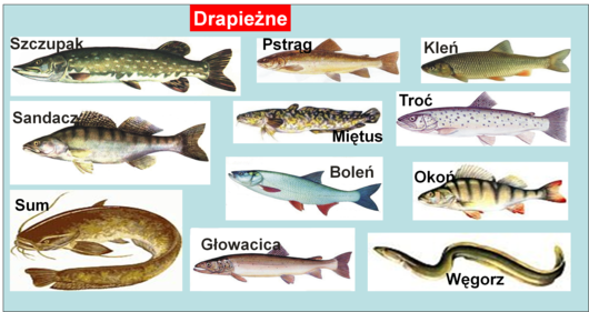 gatunki ryb drapieżnych