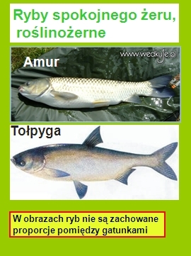 gatunki ryb wszystkożernych