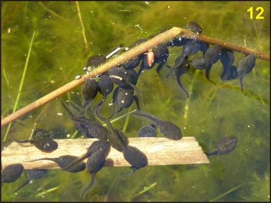 żaba jeziorkowa - kijanki
