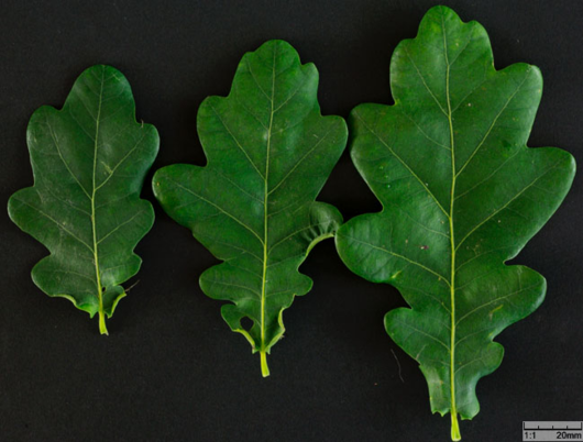 Dąb szypułkowy - liście zielone