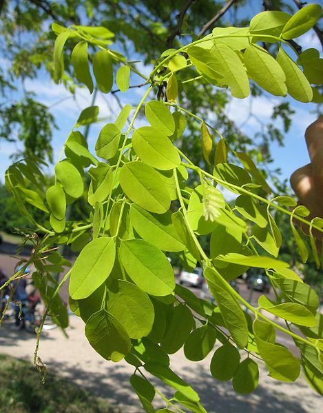 Robinia akacjowa - liście (autor: Liné1, źródło: Wikipedia, licencja: CC BY-SA 3.0)