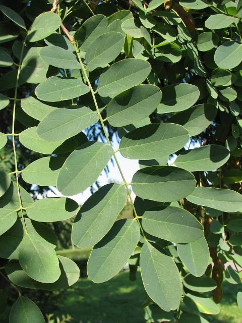 Robinia akacjowa - liście (autor: Piotr Gach, źródło: www.mojedrzewa.pl)