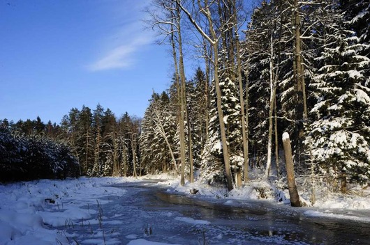 Zimowy las (autor: M.Sobkowiak, źródło: Nadleśnictwo Łopuchówko, licencja: Nadleśnictwo Łopuchówko)