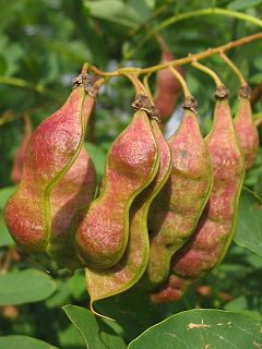 Robinia akacjowa - nasiona (autor: Piotr Gach, źródło: www.mojedrzewa.pl)