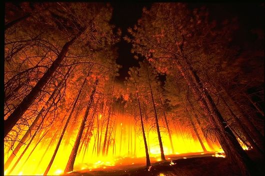 Pożar lasu