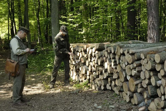 Odbiórka drewna stosowego