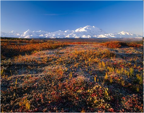 Tundra