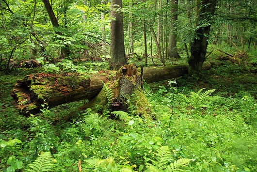 Charakter lasu naturalnego - Puszcza Białowieska