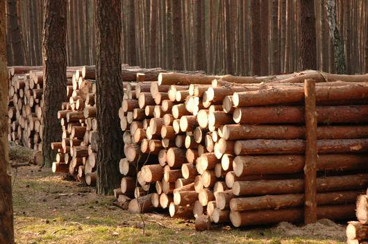 Drewno stosowe