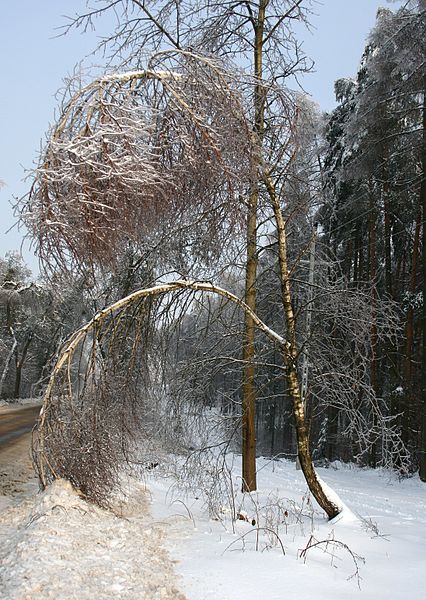 Gołoledź