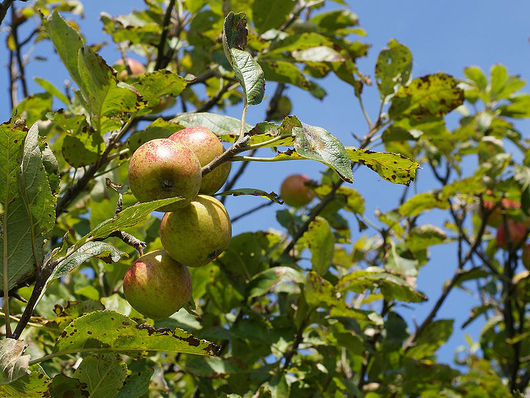 Owoce dzikiej jabłoni