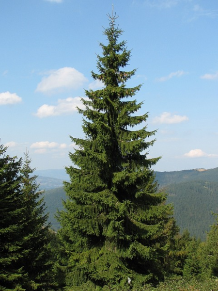 Świerk - drzewo (autor: Piotr Gach, źródło: www.mojedrzewa.pl)